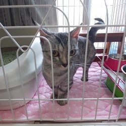 マンチカン(？)の保護