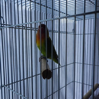 ボタンインコ（鑑賞用）貰ってくれませんか。秋田県内