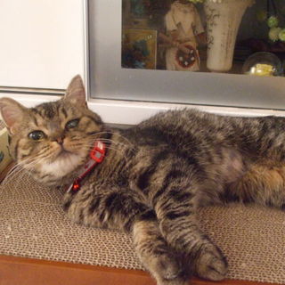 素敵なご縁を待ってます！ スコティッシュの女の子