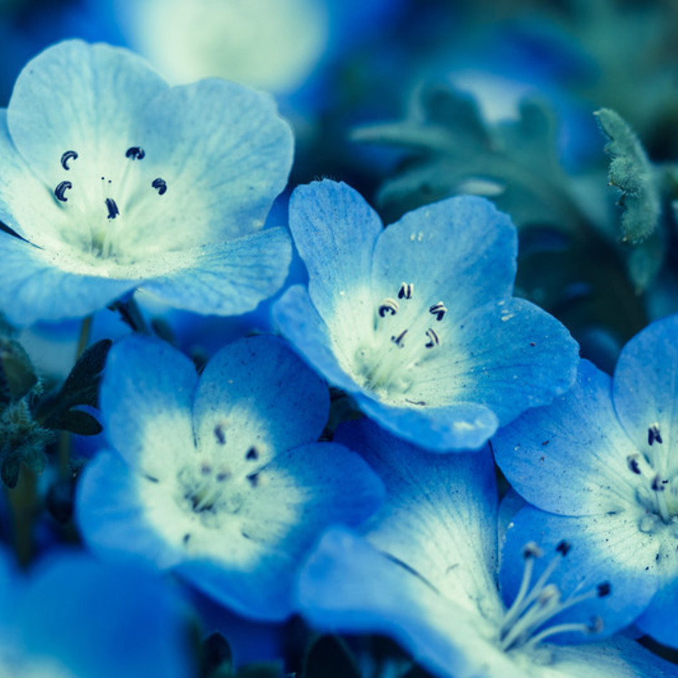 ももちゃんのカバー写真