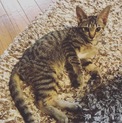 ベタベタの甘えん坊キジトラ♀
