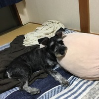 コテツ