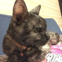 モモ
