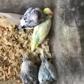 一旦停止します