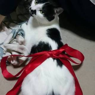 はちわれ猫です♪大切に育てて下さる方待ってます♪