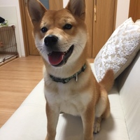 きなこ