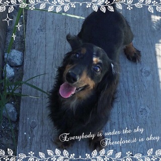 人懐っこいダックス