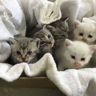 白2匹 里親様を探してます！