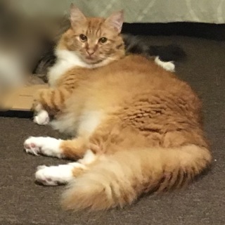 ノルウェージャンフォレスト1歳半