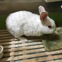 白うさぎの里親募集中です