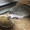ハリネズミの知識のある方希望です。 サムネイル3
