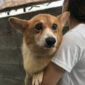 コーギーの代赭（たいしゃ）君
