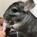 チンチラ♀グレー