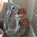 チンチラ♂バイオレット