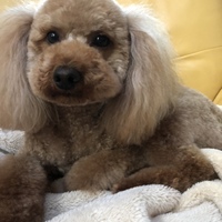 ラプン
