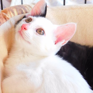 感謝❣️里親決定❣️ありがとうございました❣️❣️