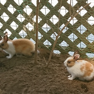 うさぎ里親募集
