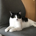 おっとりふさふさ、白黒のあずきちゃん満２歳