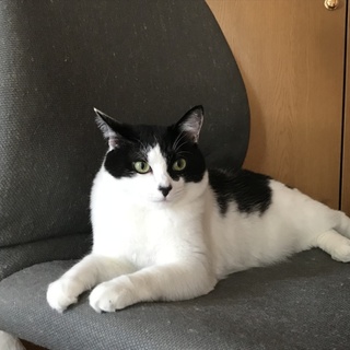 おっとりふさふさ、白黒のあずきちゃん満２歳