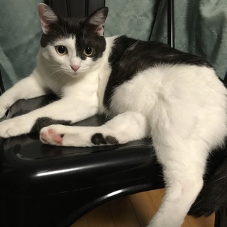 デレデレ甘えん坊のデデちゃん、満２歳