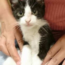 同じ猫に見えますか。