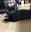 ごろごろの黒猫ちゃん