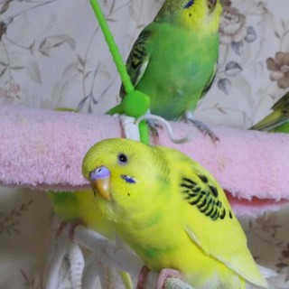 ありがとうございました。