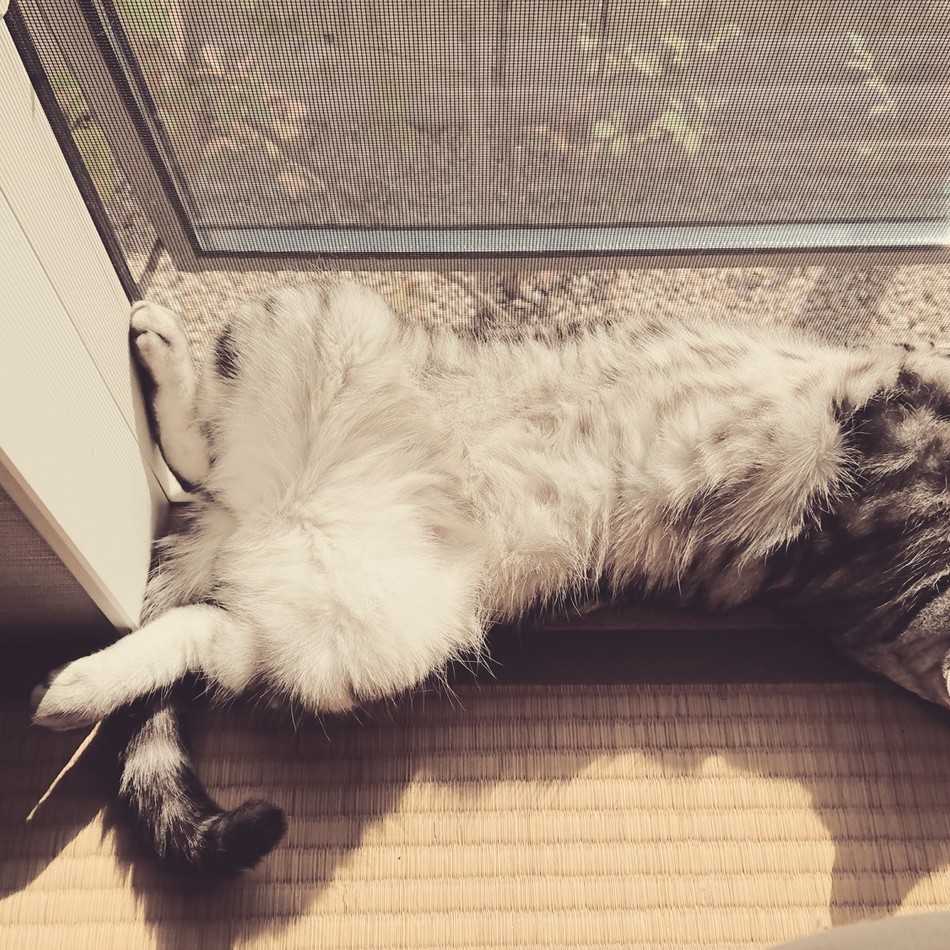 沙羅のカバー写真