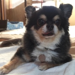 「田舎でリラックス！」サムネイル2