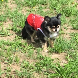 「田舎でリラックス！」サムネイル3