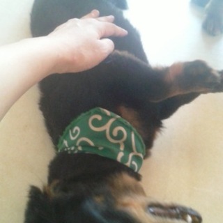 ミニチュアダックスフンド里親募集