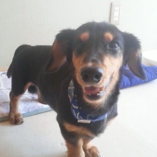 ミニチュアダックスフンド里親募集中！