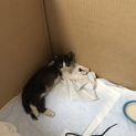 2ヶ月の子猫です！人懐っこい子猫です、