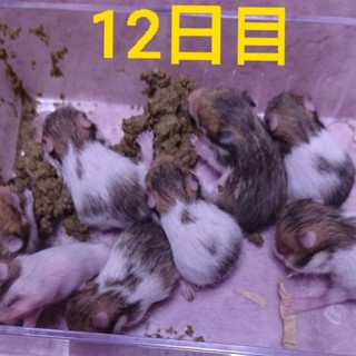 カラーハムスターの赤ちゃん