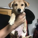 犬の里親募集