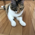 マンチカン 雌 4歳