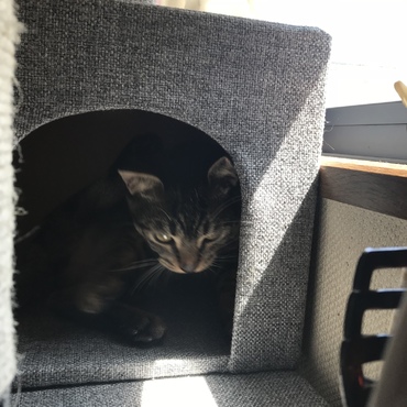 キャットタワー