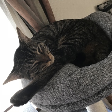 キャットタワー