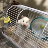 しらす