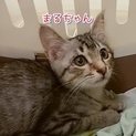とても甘えん坊で人も猫も大好きな子です