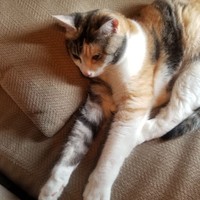 きのこ