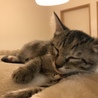 チョコ