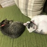 ソファーで仲良く