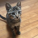 キジ 薄茶 メス