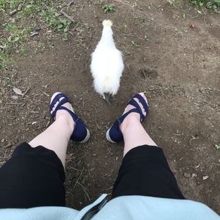 羽化器から育てた手乗りペットの烏骨鶏（♂）