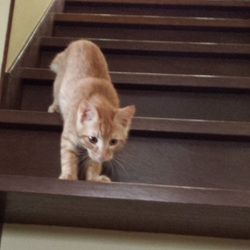 「子猫がやってきた８」サムネイル1