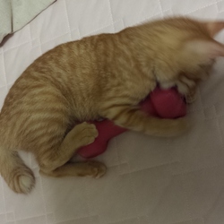 「子猫がやってきた８」サムネイル2