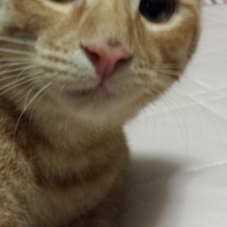 「子猫がやってきた８」サムネイル3