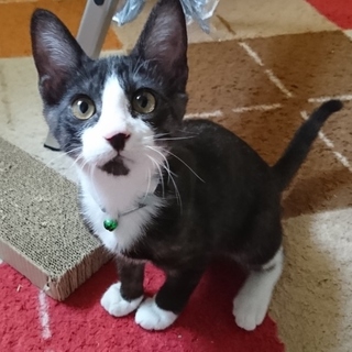 2018/5生まれの圭(けい)くん♂