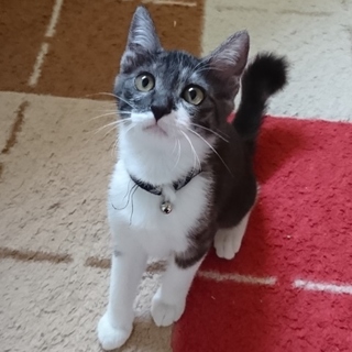 2018/5生まれのなおみちゃん♀